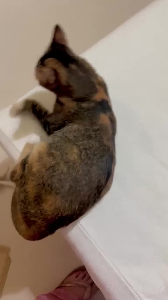 Arabian Mau cats for adoption: Mila is available for adoption  - Video 4
