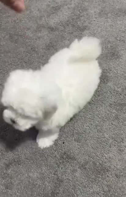 Maltese dogs for sale: Maltease puppies - Video 1