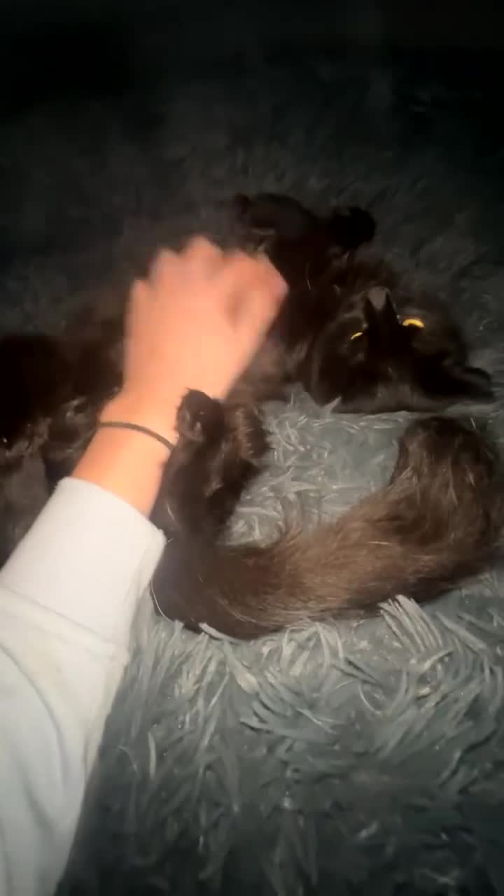 Mixed Breed cats for sale: Gorgeous fluffy cat - Video 3