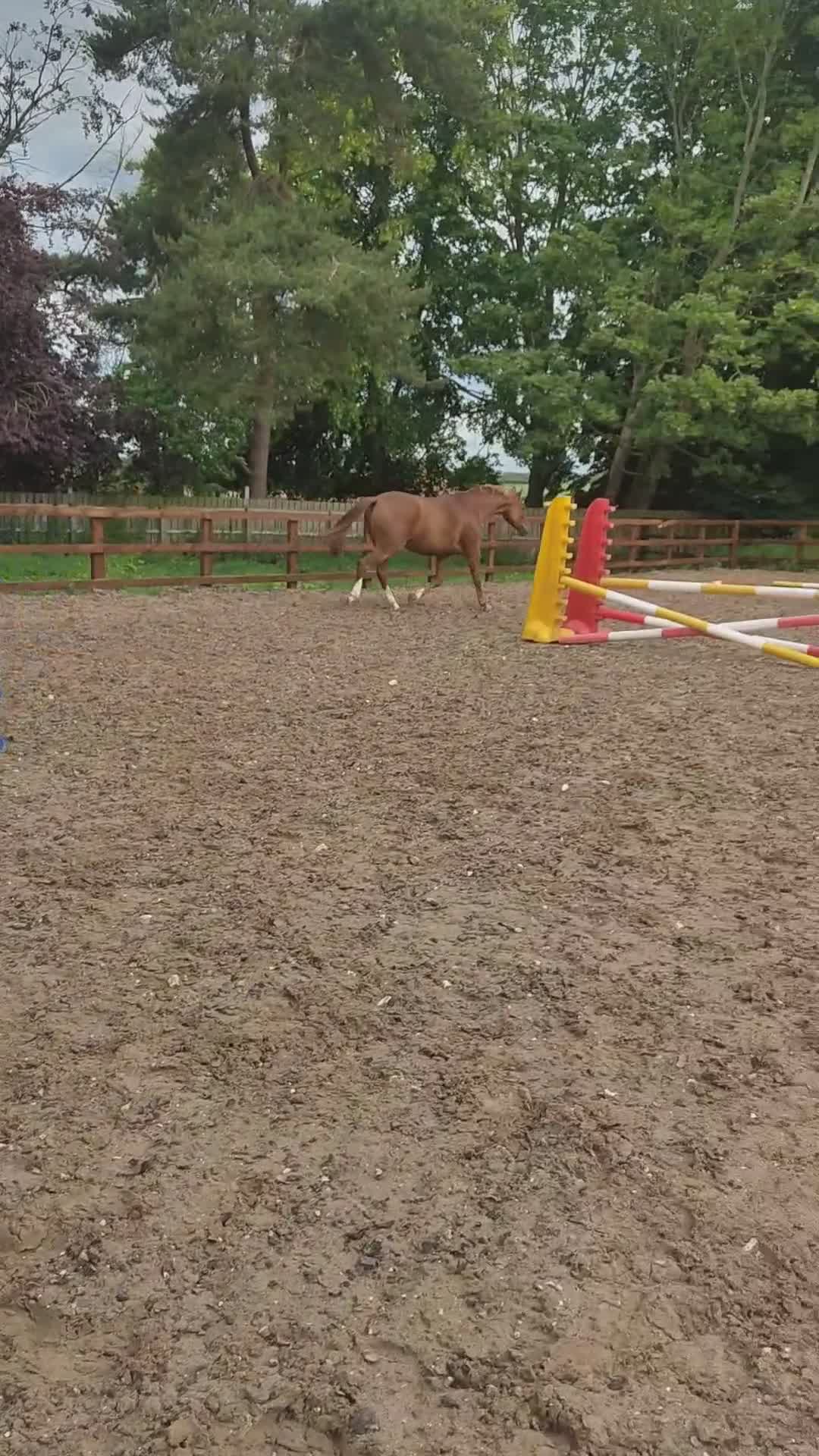 KWPN horses for sale: 4 year old kwpn chestnut gelding project  - Video 2