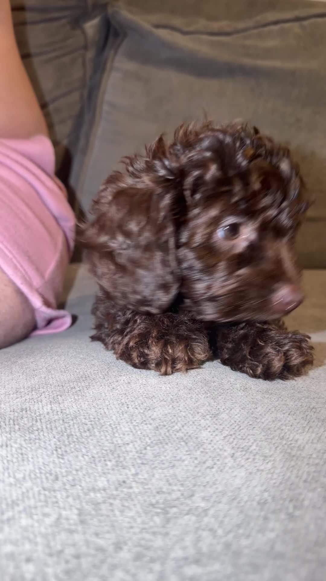 Doxiepoo dogs for sale: Beautiful chocolate toy poodle girl - Video 1