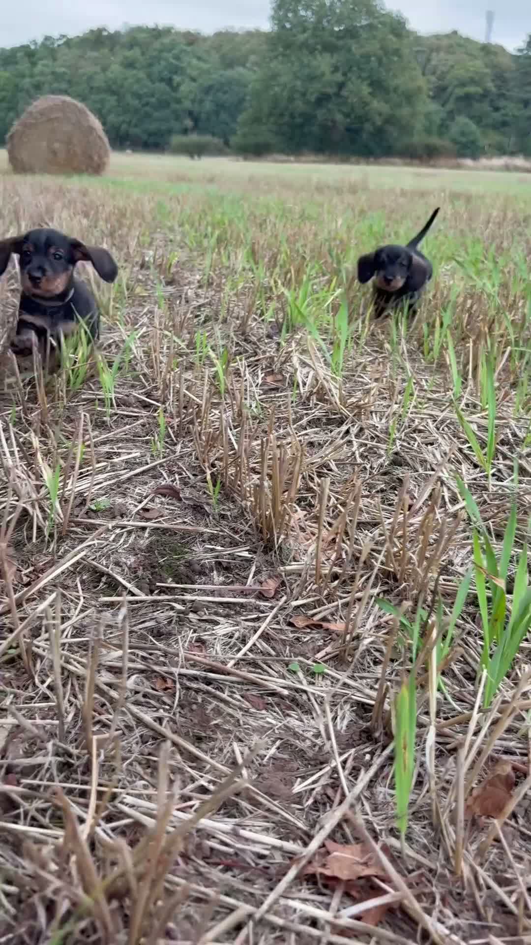 Dachshund dogs for sale: ✨2 boys. Health tested KC standard dachshunds✨  - Video 1