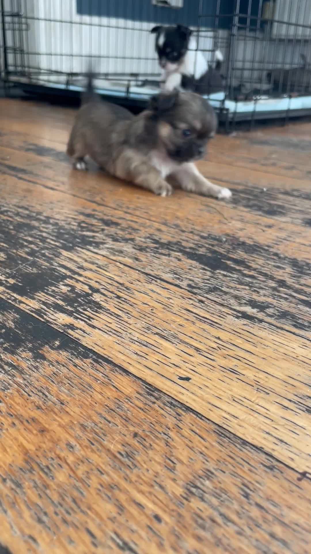Chihuahua dogs for sale: Beautiful fluffy long haired chihuahuas - Video 2