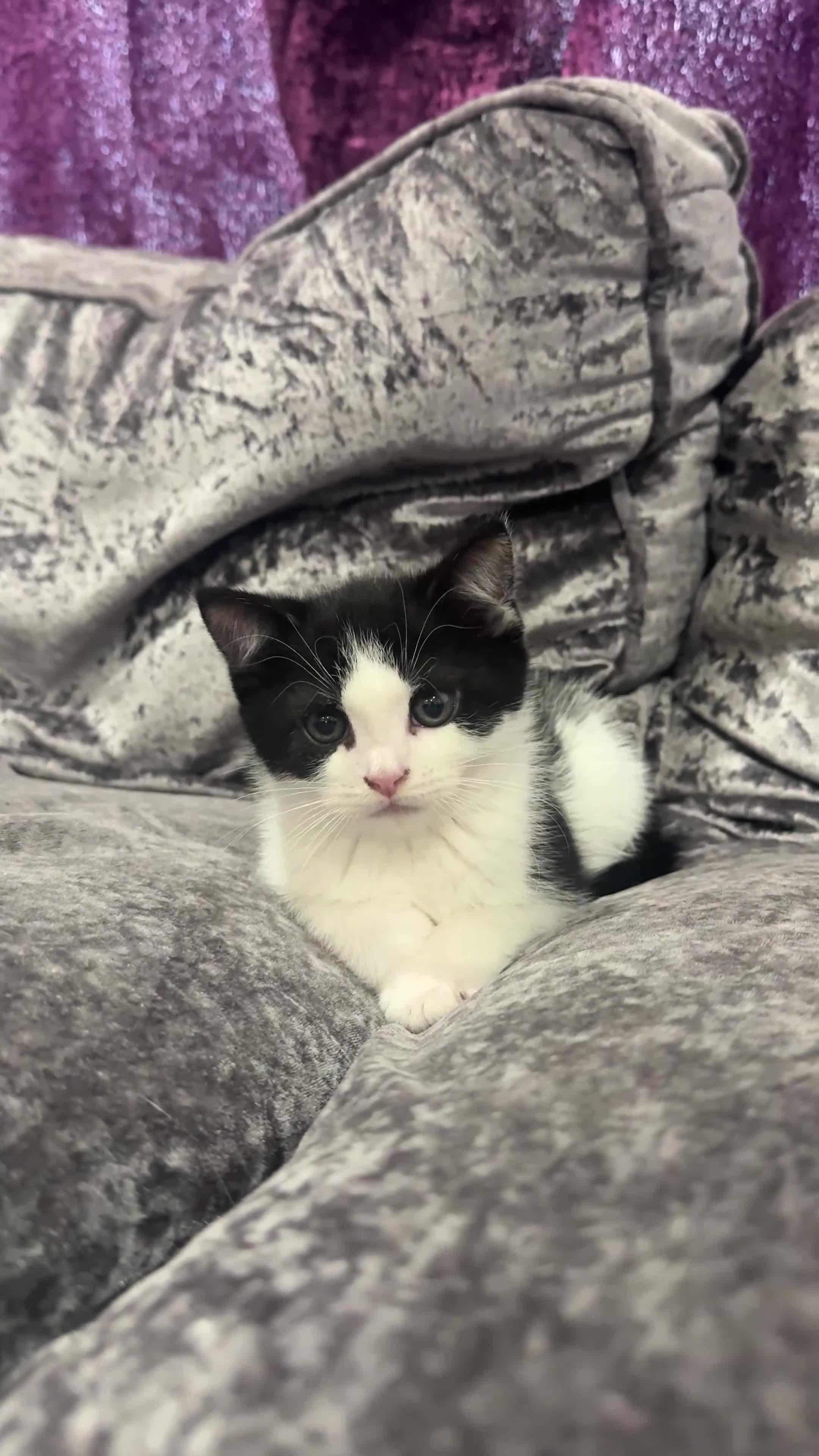 Domestic Shorthair cats for sale: 5 kittens - Video 2