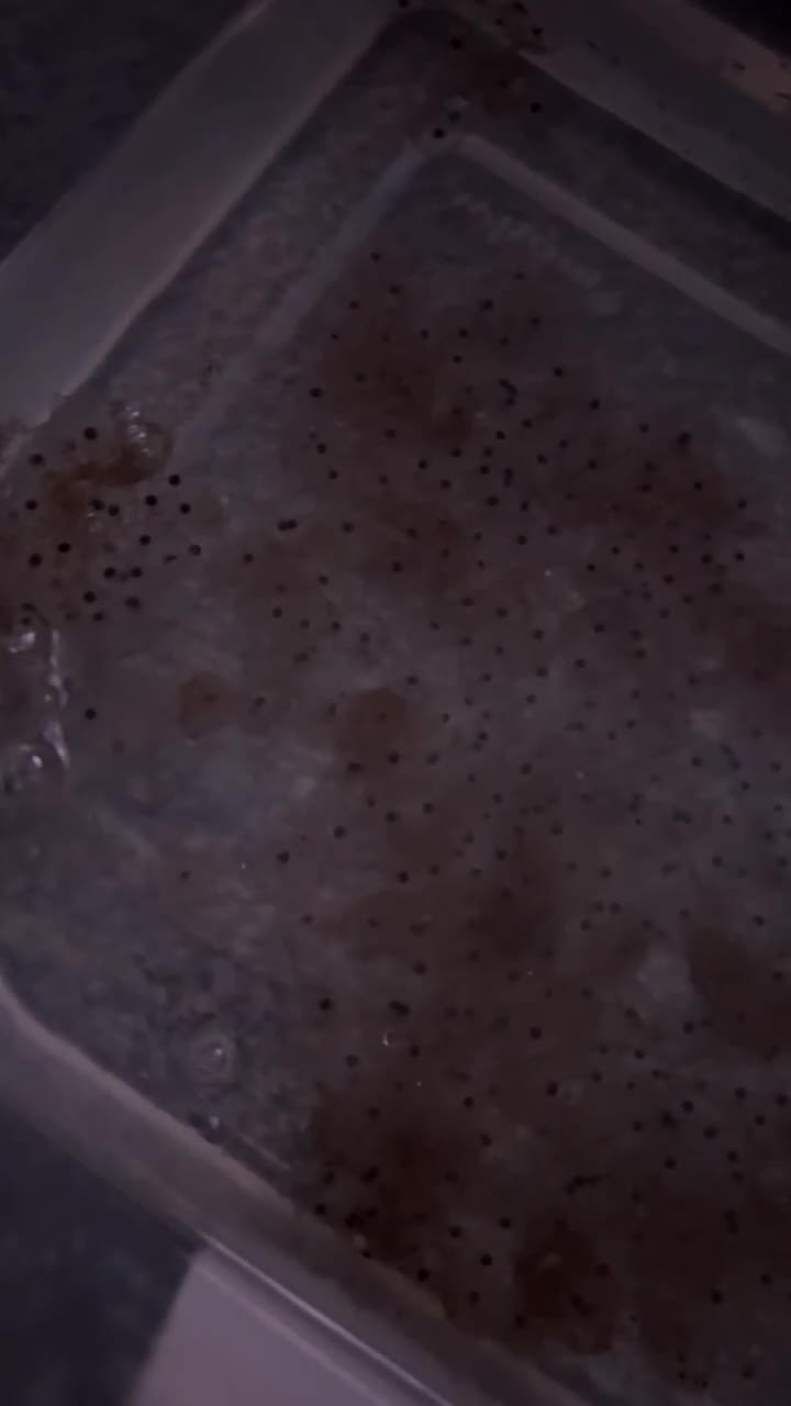 Axolotl reptiles for sale: Axolotl eggs  - Video 1