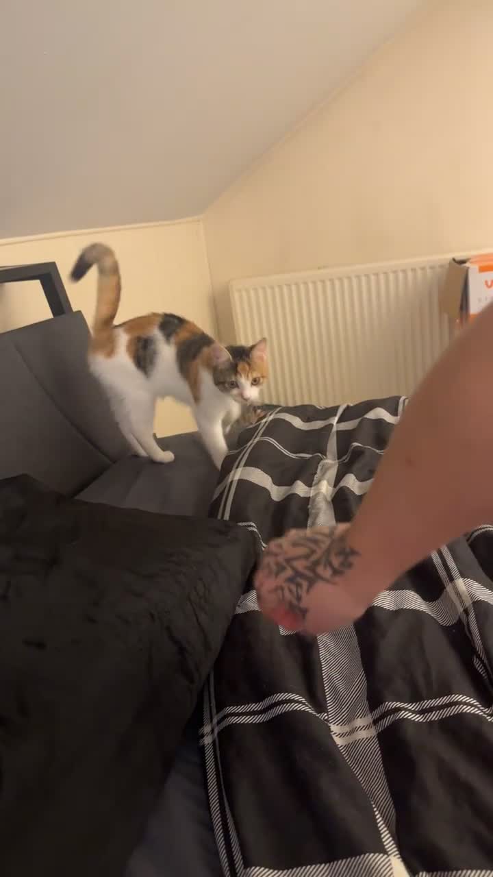 Mixed Breed cats for sale: Two females  - Video 3