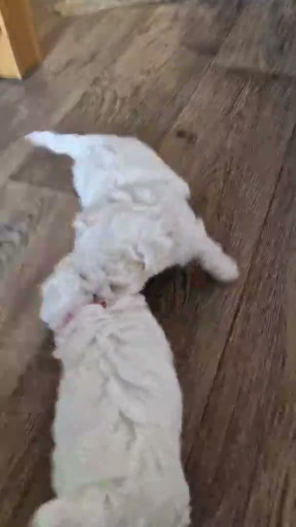 Bichon Frise dogs for sale: Bichon Frise  - Video 1