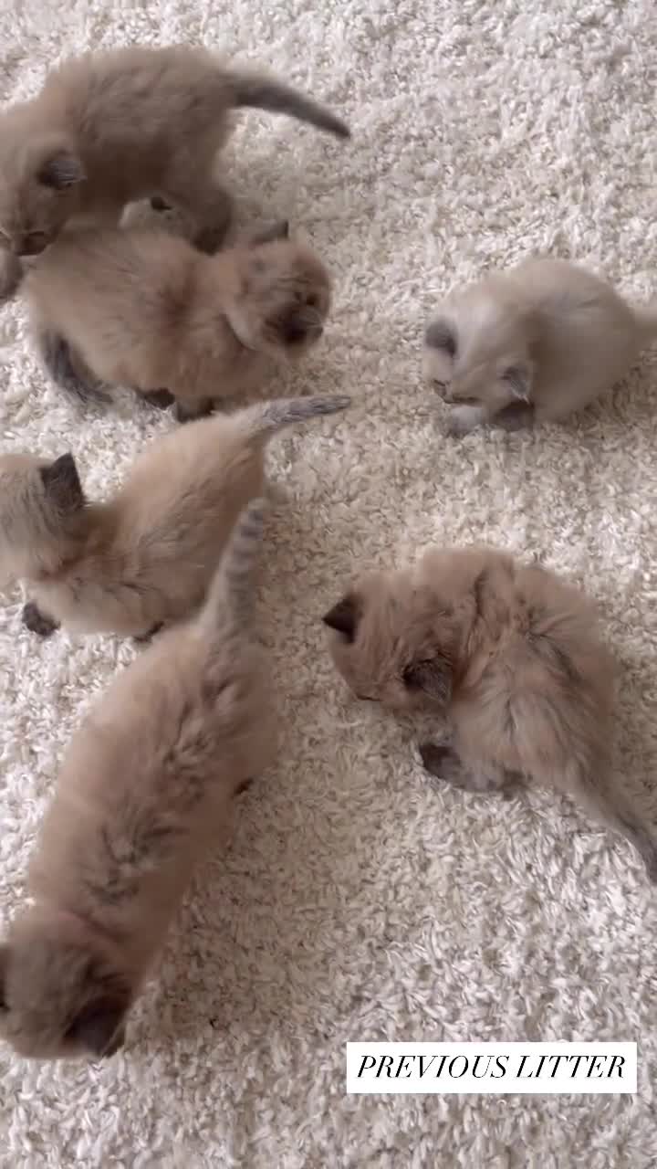 Ragdoll cats for sale: 5 Purebred kittens for SALE - Video 4
