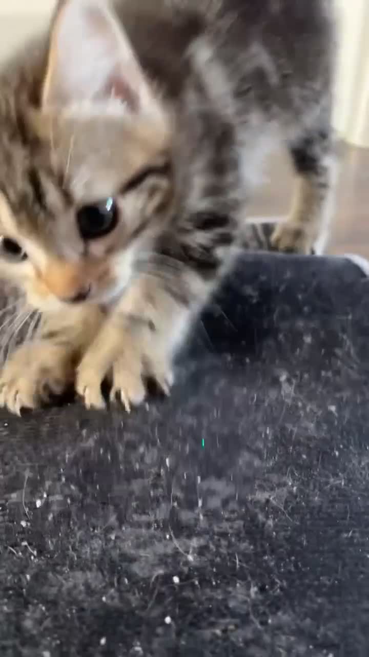 European cats for sale: Tabby kitten for sale  - Video 1
