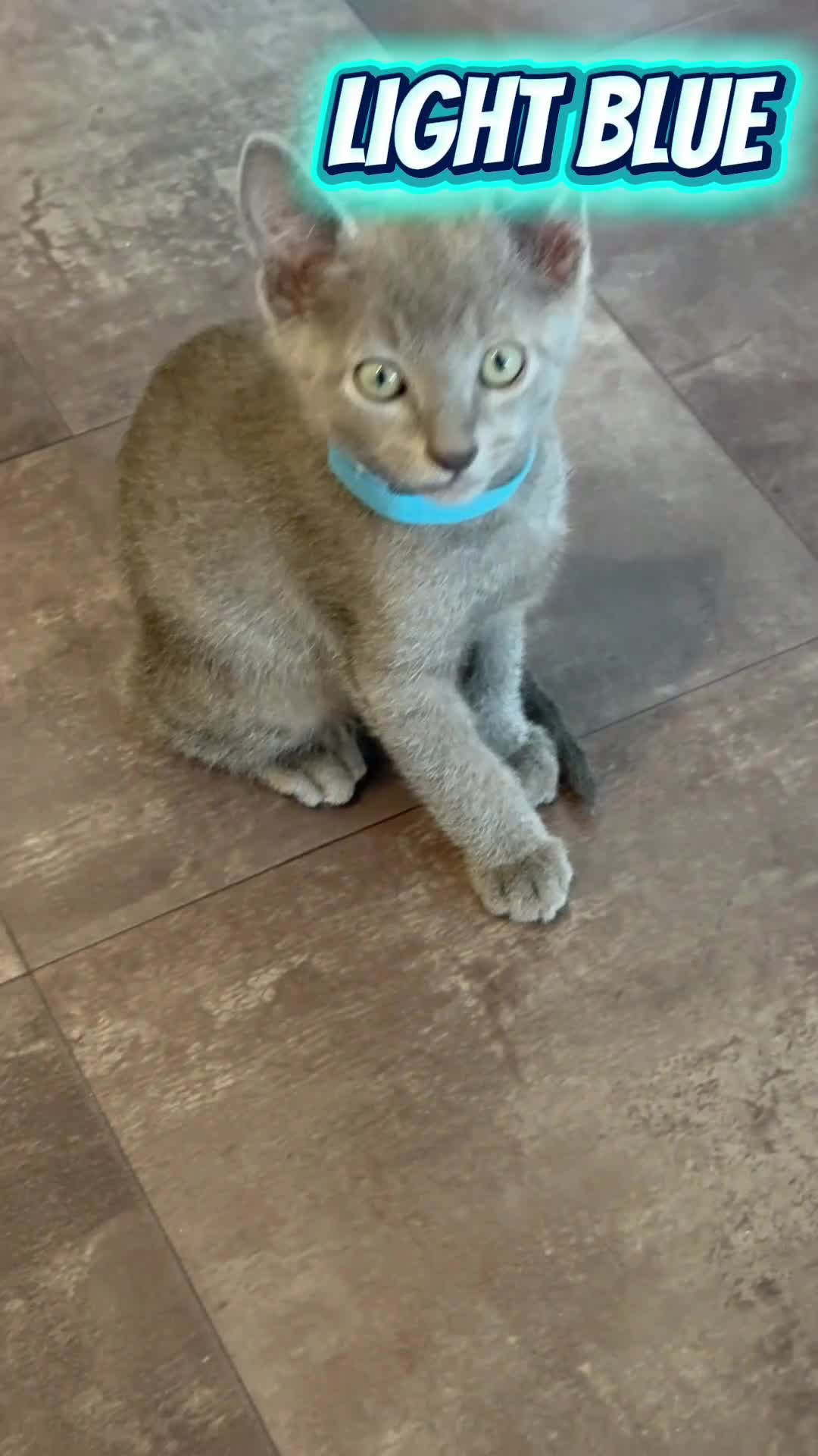 Russian Blue cats for sale: 🩵GCCF Registered Russian Blue kittens 🩵 - Video 1