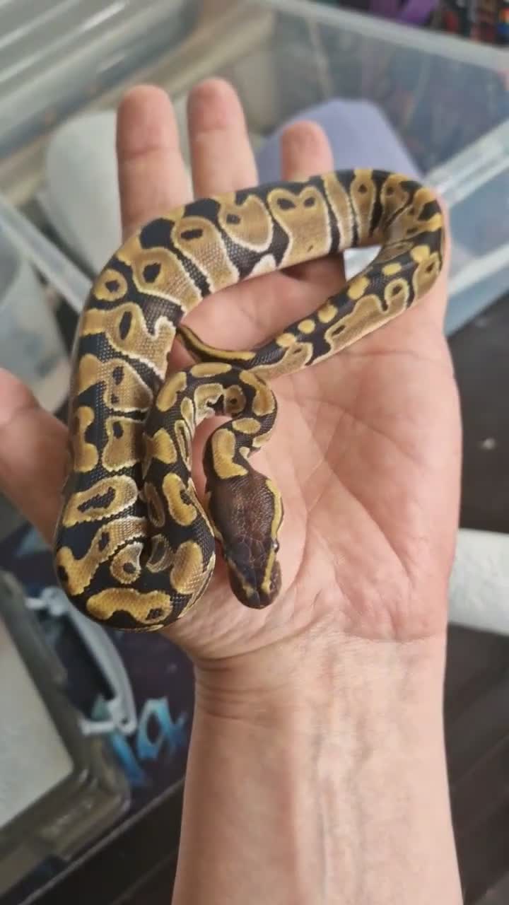 Python Snake reptiles for sale: Various royals in Bilston - Video 1