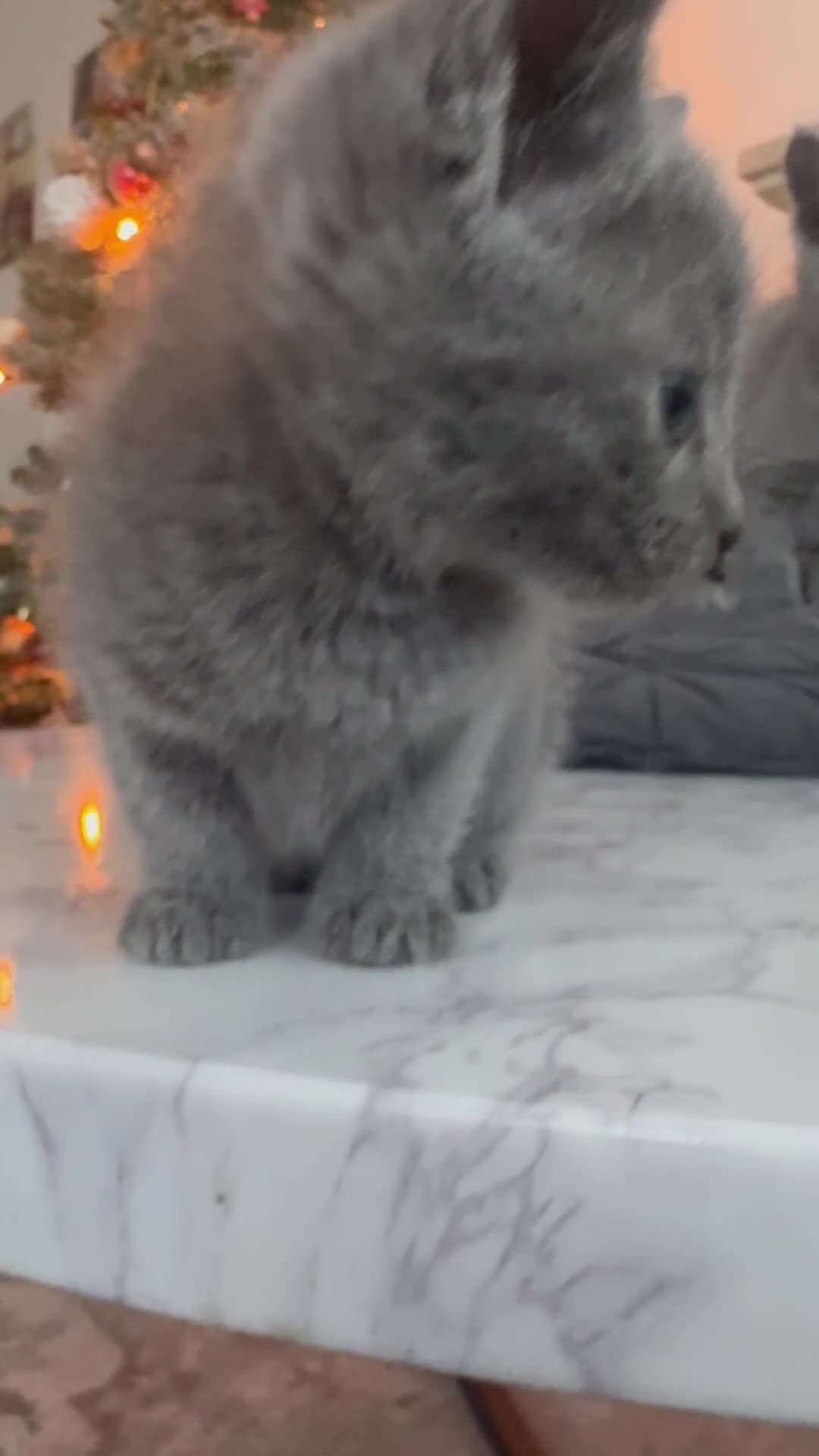 Russian Blue cats for sale: Russian Blue Kittens - Video 1