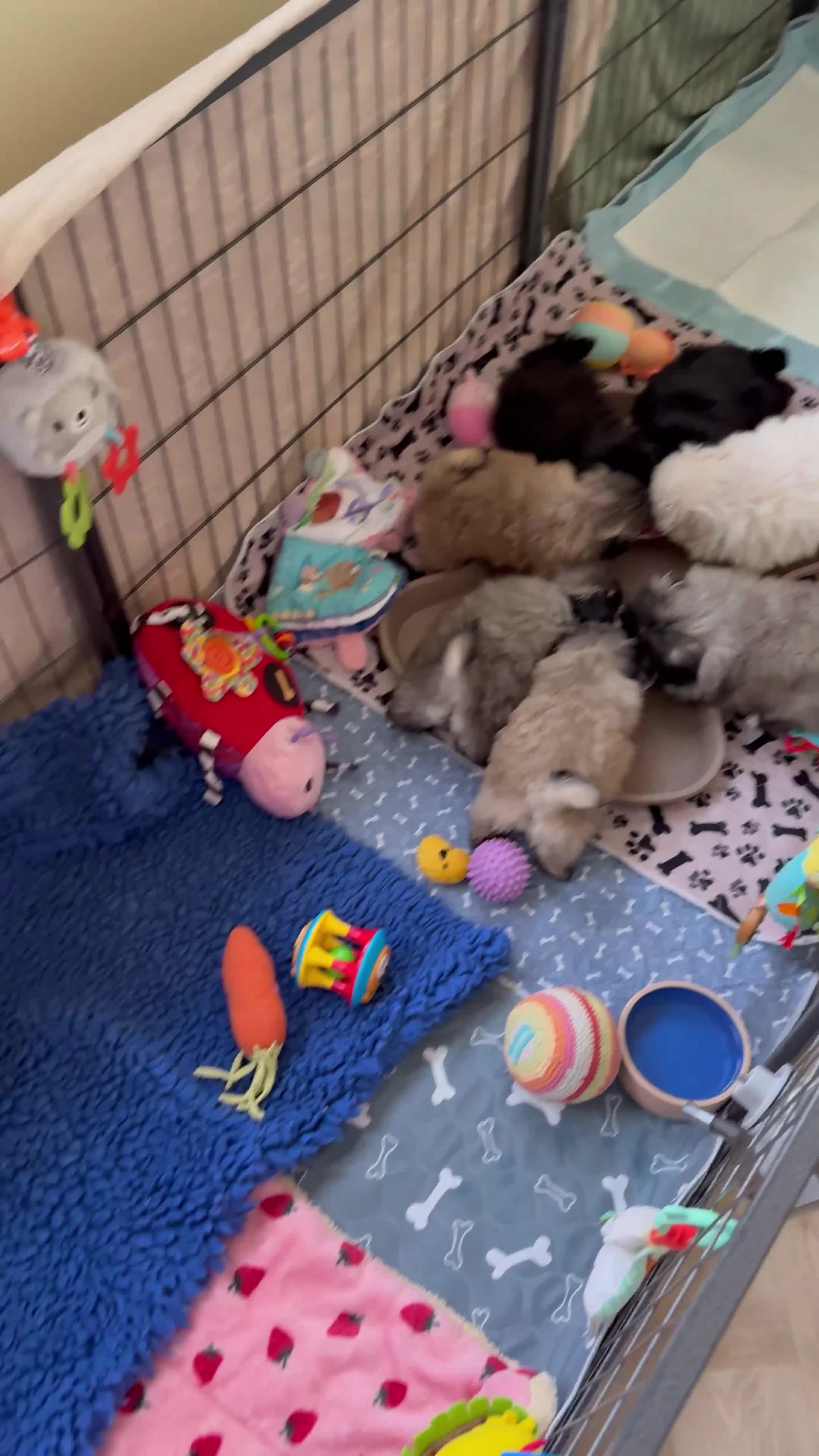 Pekingese dogs for sale: Biggiwigs Pekingese Puppy Availability - Video 2