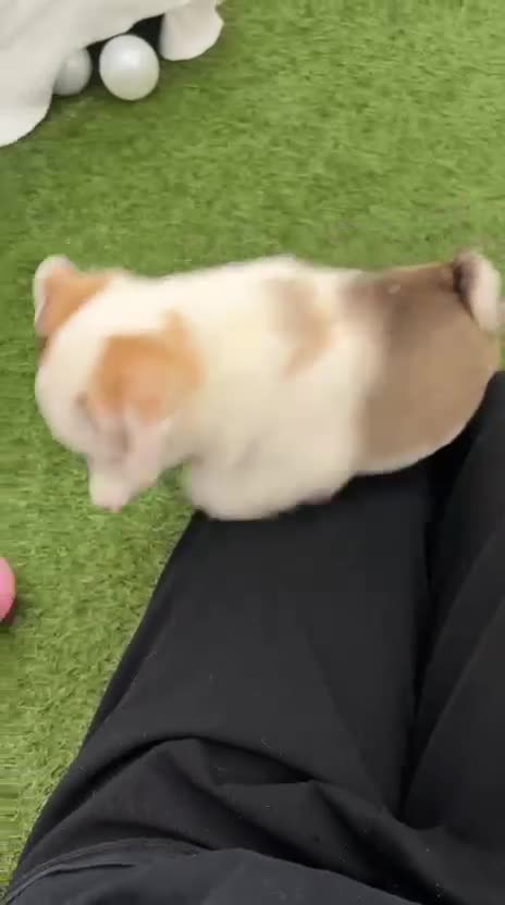 Pug dogs for sale: Rare panda pugs - Video 2