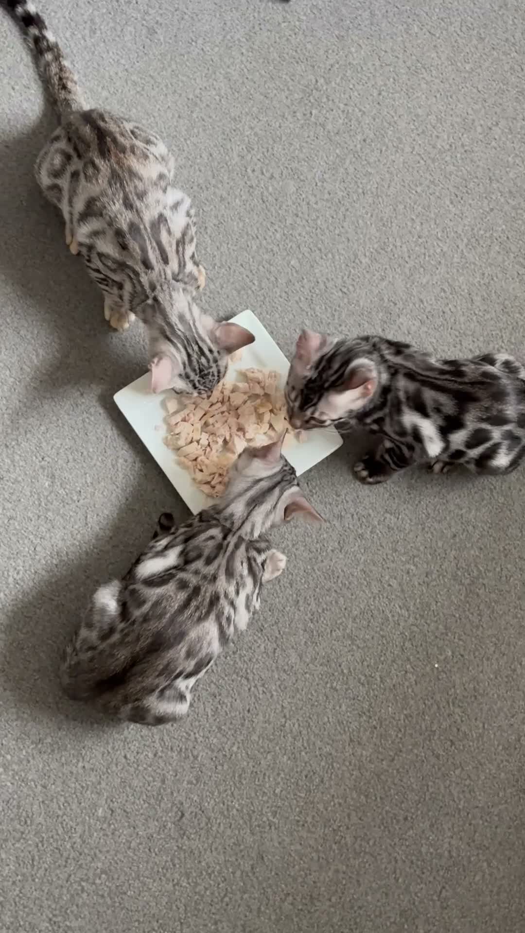 Bengal cats for sale: 2 Bengal BOYS🐆🐆 - Video 1