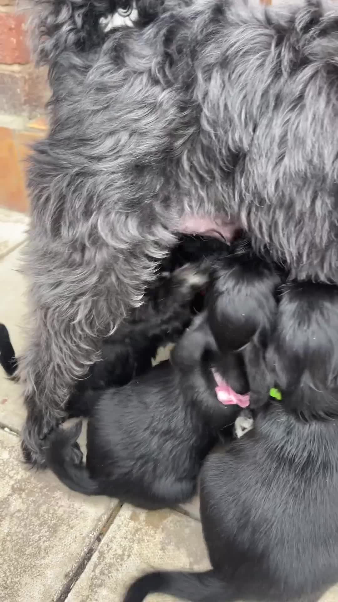 Miniature Schnauzer dogs for sale: Cutest KC Miniature Schnauzers - 3 boys/2 girls - Video 2