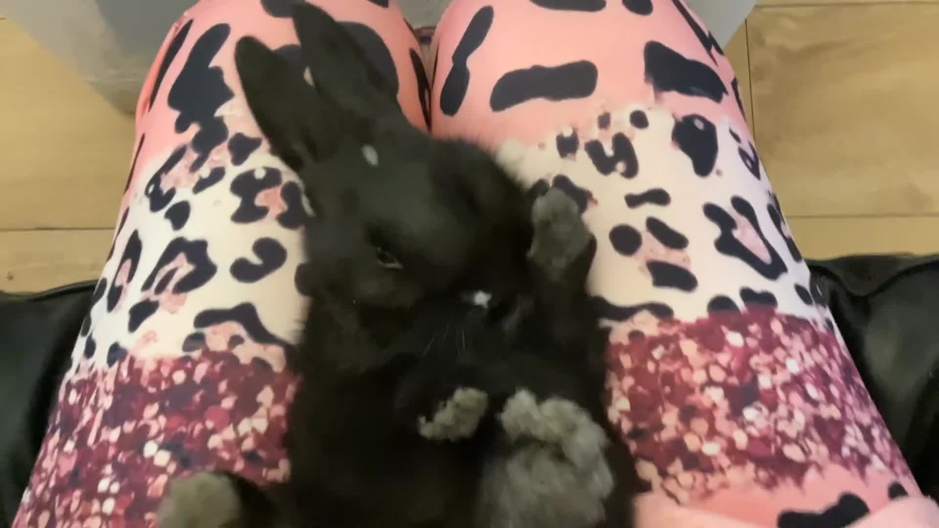 Flemish rabbits for sale: FLEMISH GIANT,CROSS - Video 1