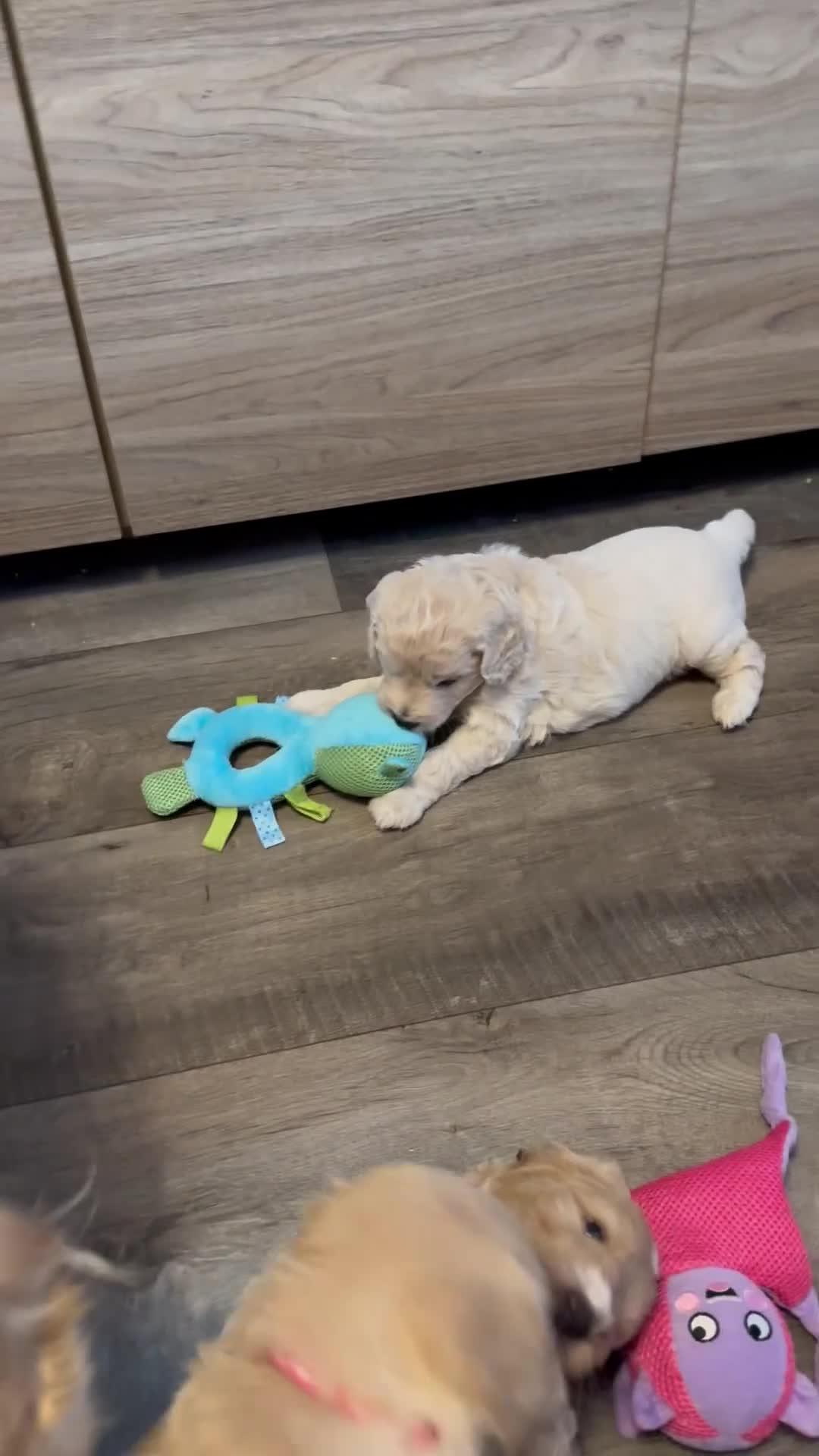 Mini Goldendoodle dogs for sale: Beautiful Family Raised F1 Mini Golden-doodles  - Video 2