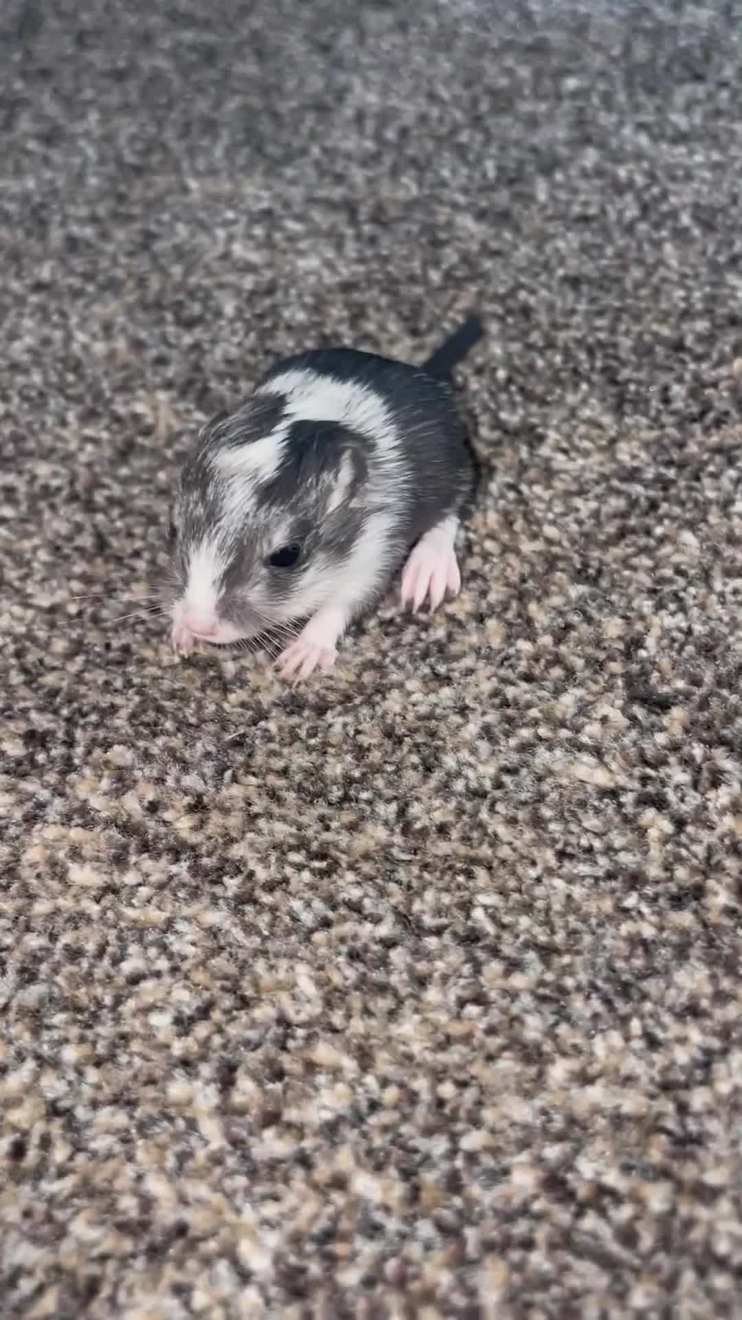 Gerbil rodents for sale: Need loving homes to go to be ready at 6 weeks - Video 1