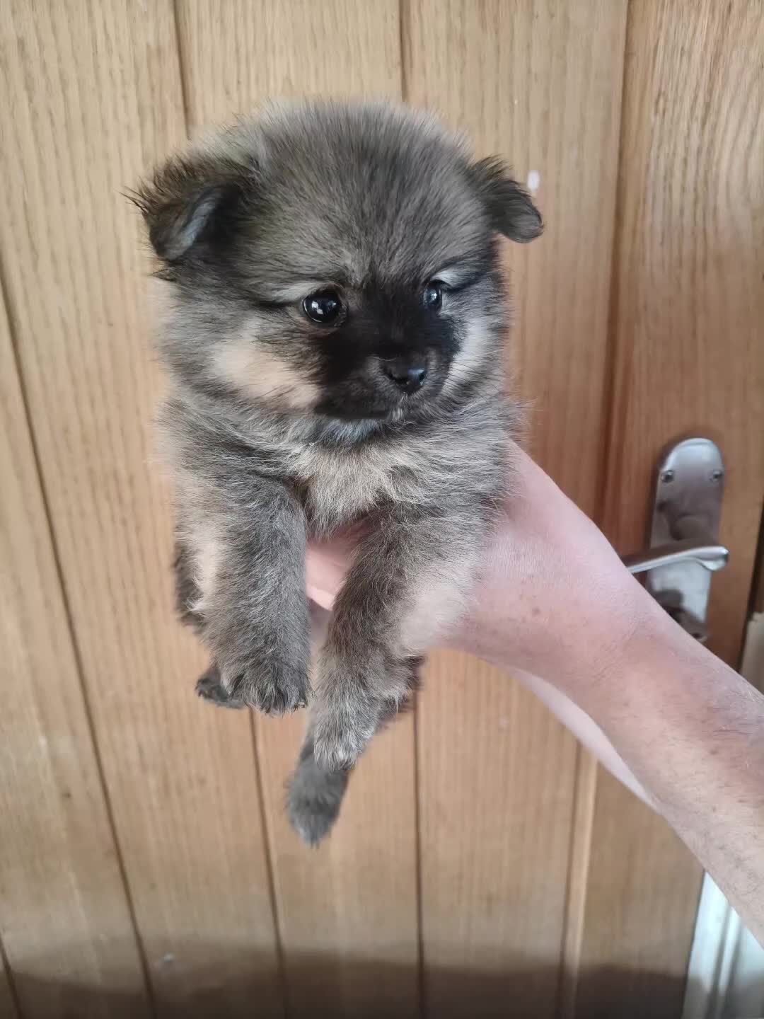 Pomeranian dogs for sale: Teddy Bear Pomeranians Eye Catching 🧸🧸🧸 - Video 1