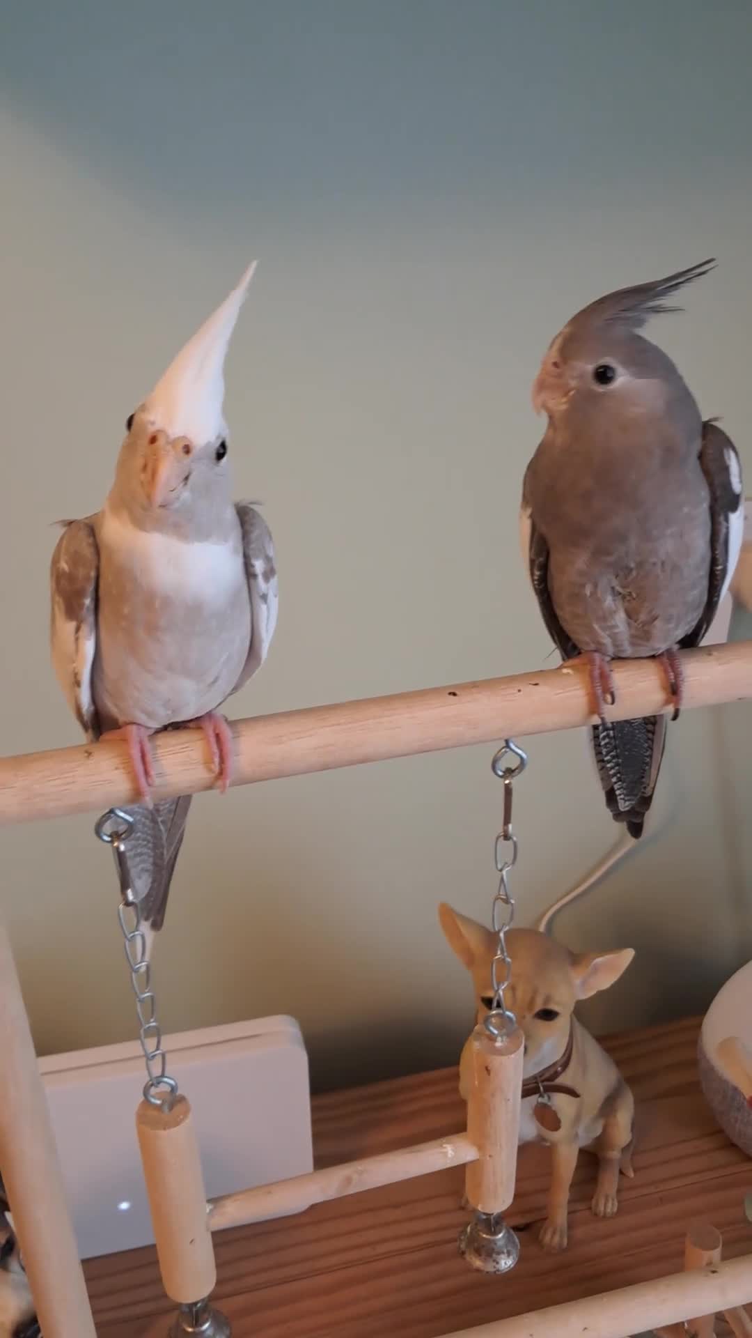Cockatiels birds for sale: Hand reared baby cocktails very tame  - Video 1