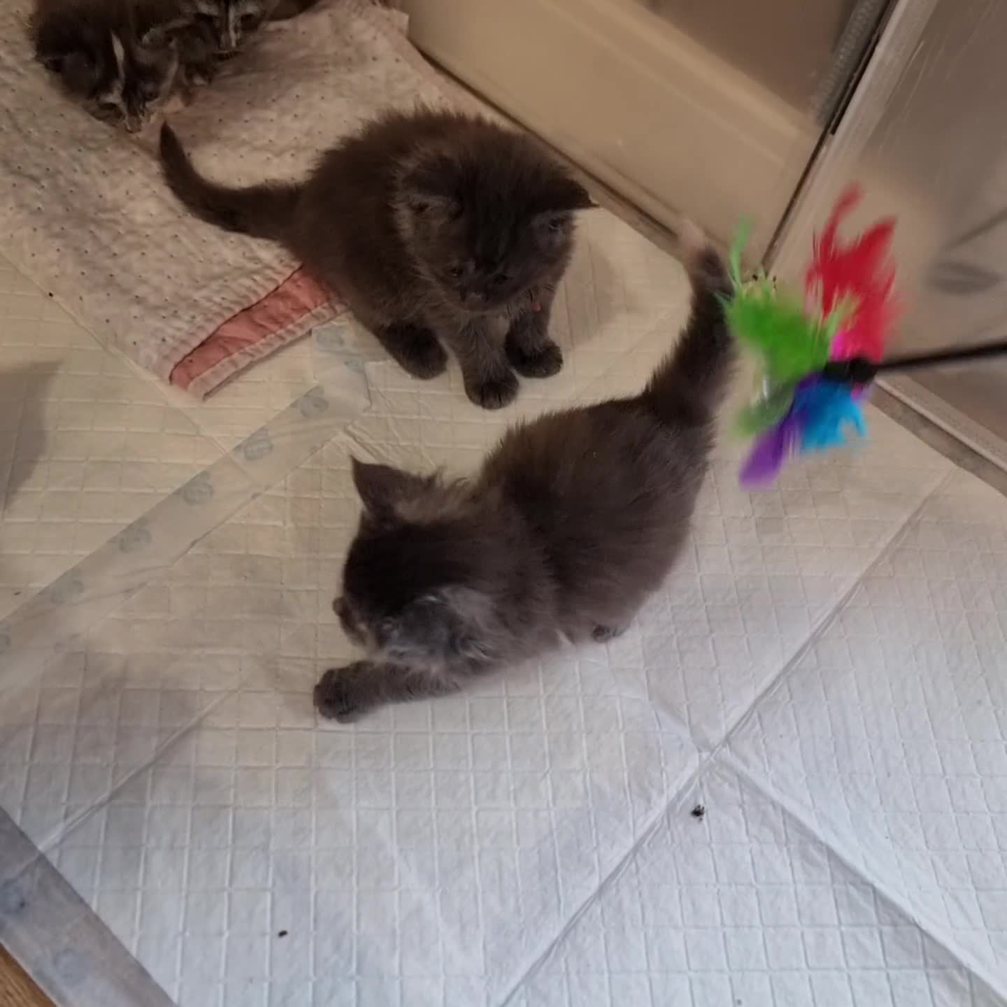 Maine Coon cats for sale: XXL pedigree kittens ready on the 20th of June - Video 3