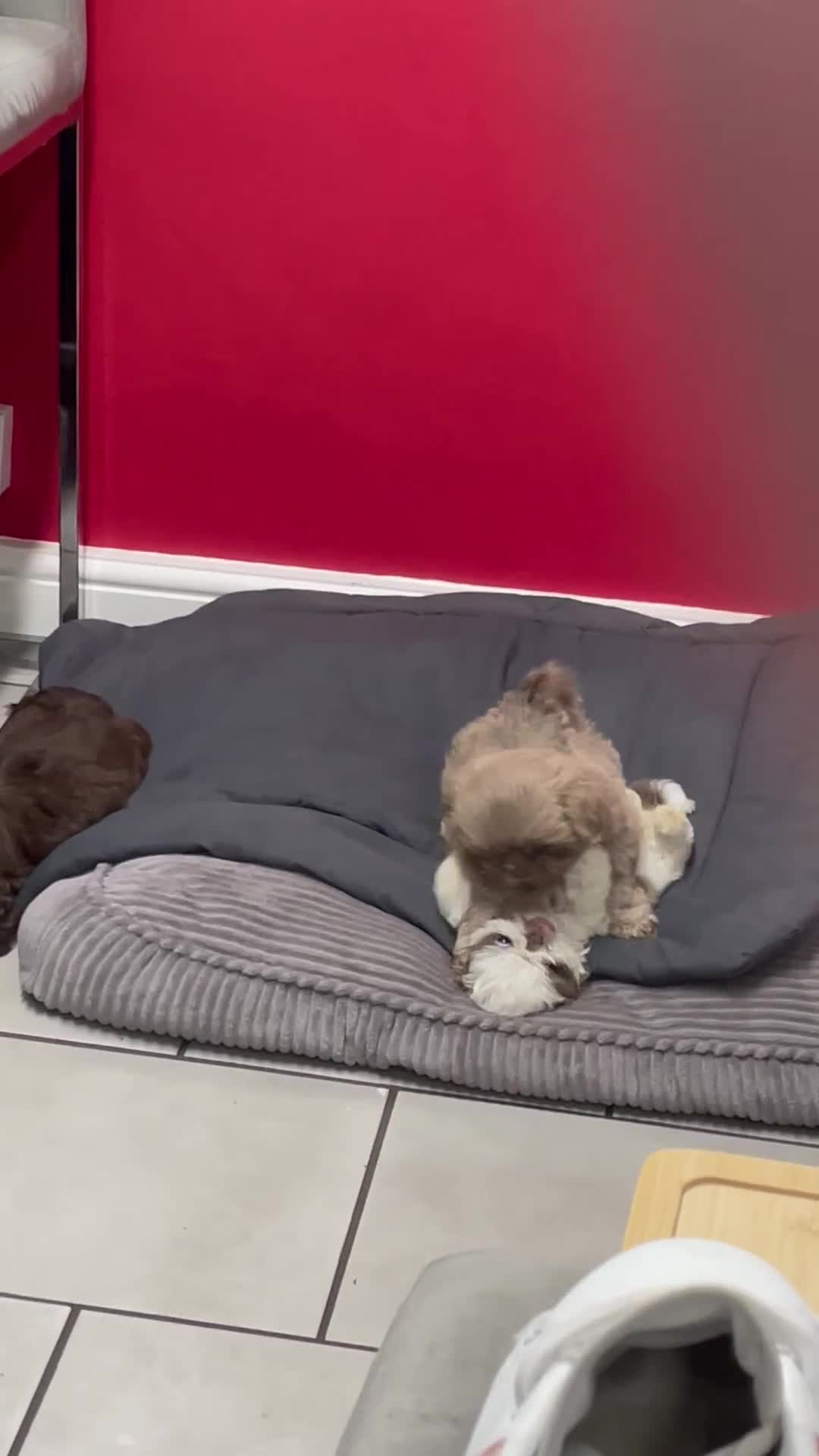 Shih Tzu dogs for sale: Shitzus for sale - Video 1