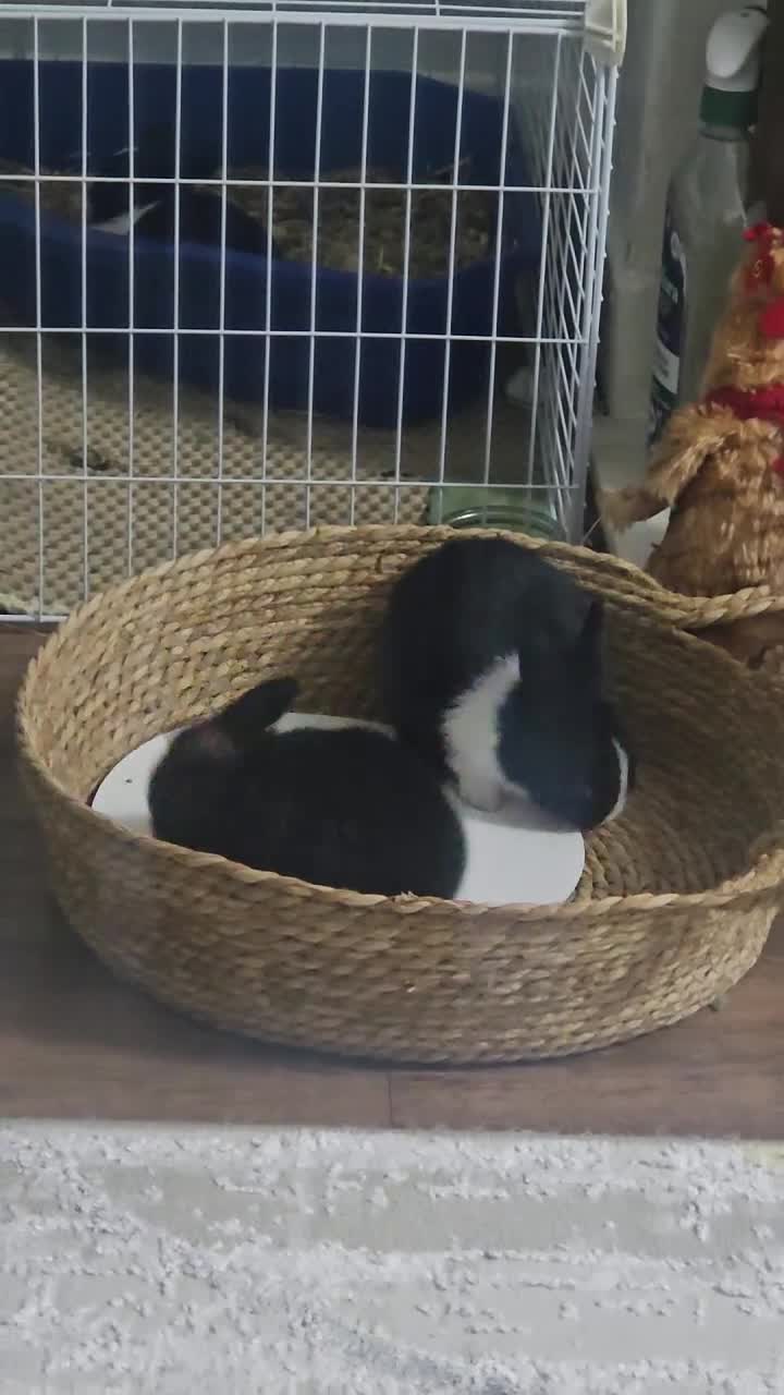 Mixed Breed rabbits for sale: They are 2 weeks old .Dutch and Rex rabbits  - Video 3