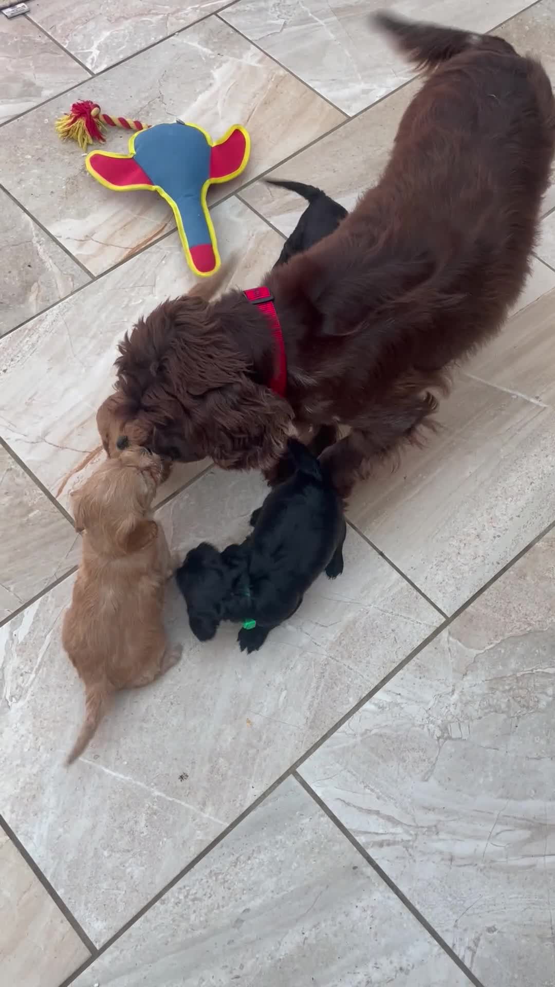 Cockapoo dogs for sale: F1 Cockapoo  - Video 1