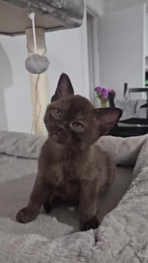 Burmese cats for sale: Stunning Pedigree Brown Burmese kittens  - Video 3