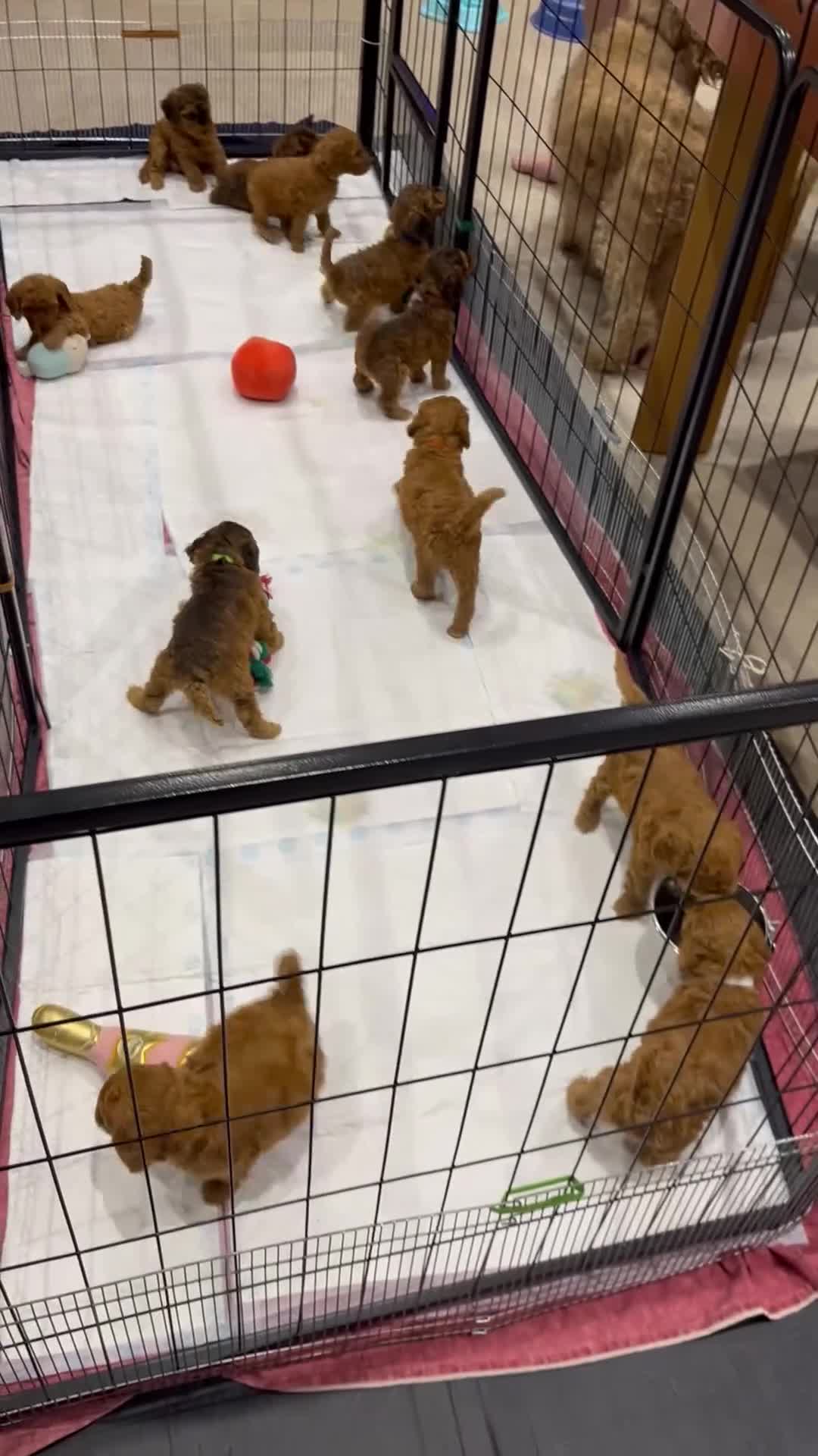 Cockapoo dogs for sale: F2B Red Cockapoos **BOTH PARENTS DNA CLEAR** - Video 2