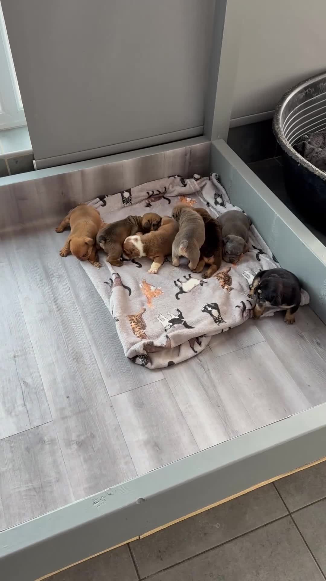 English Bulldog dogs for sale: Beautiful English bulldog puppies - Video 1
