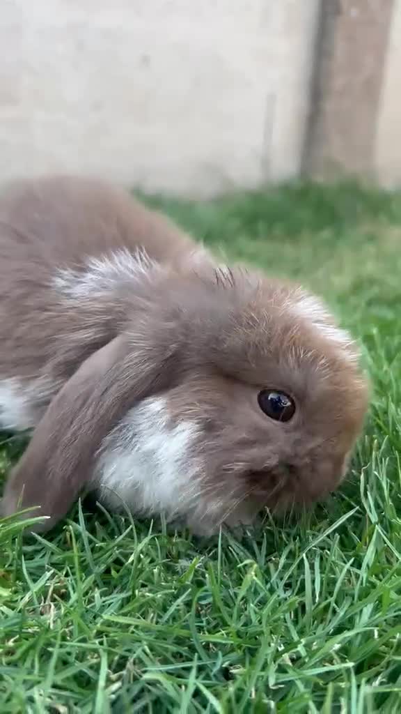 Mini Lion Lop rabbits for sale: lop x Lion head baby bunnies  - Video 3
