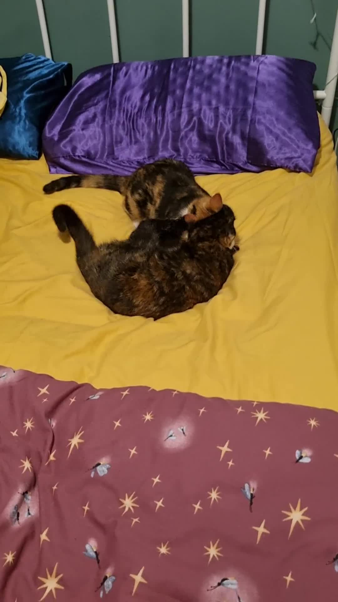 Mixed Breed cats for sale: Sisters - Video 1