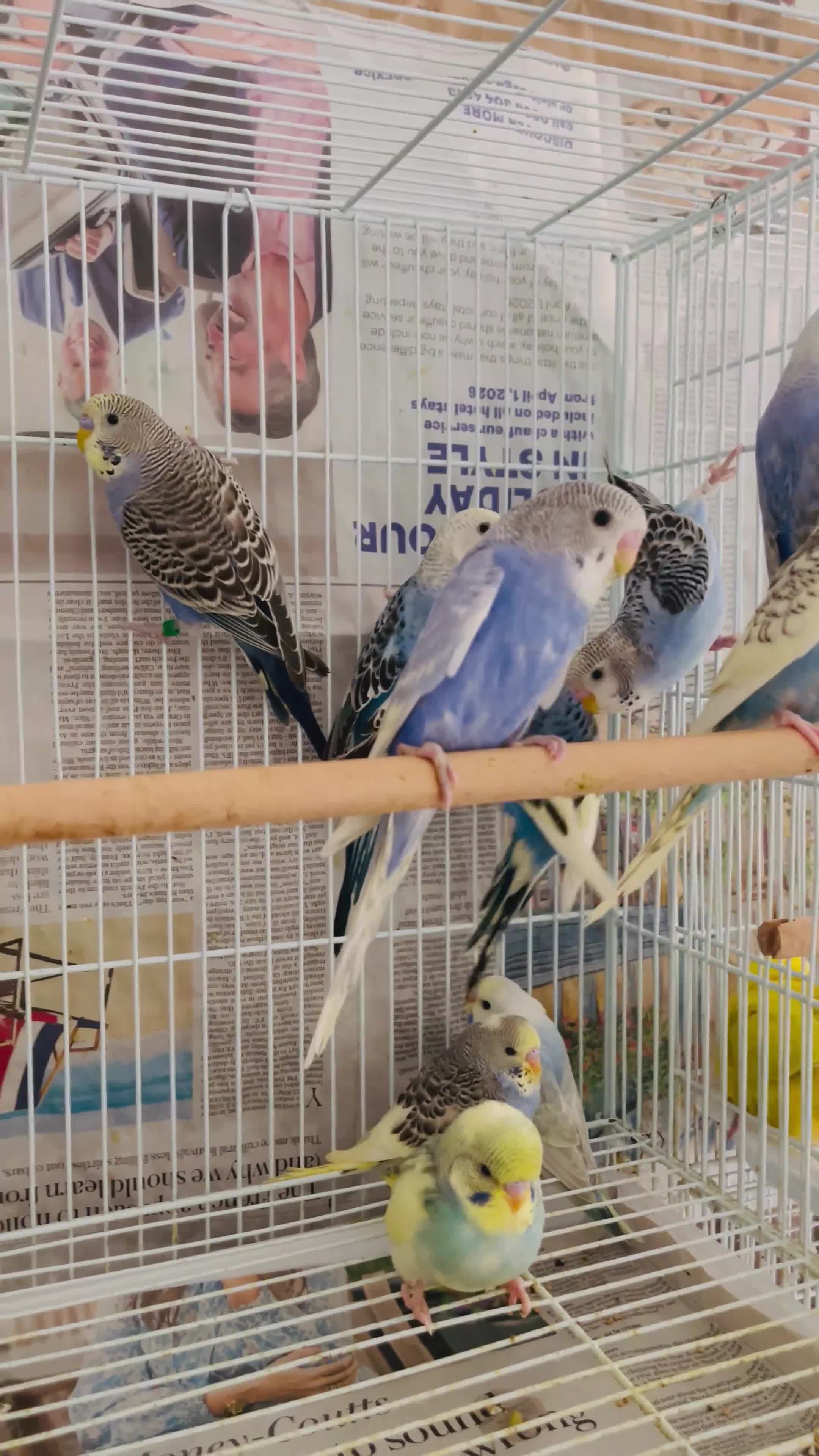 Budgerigars birds for sale: Budgies for sale  - Video 1