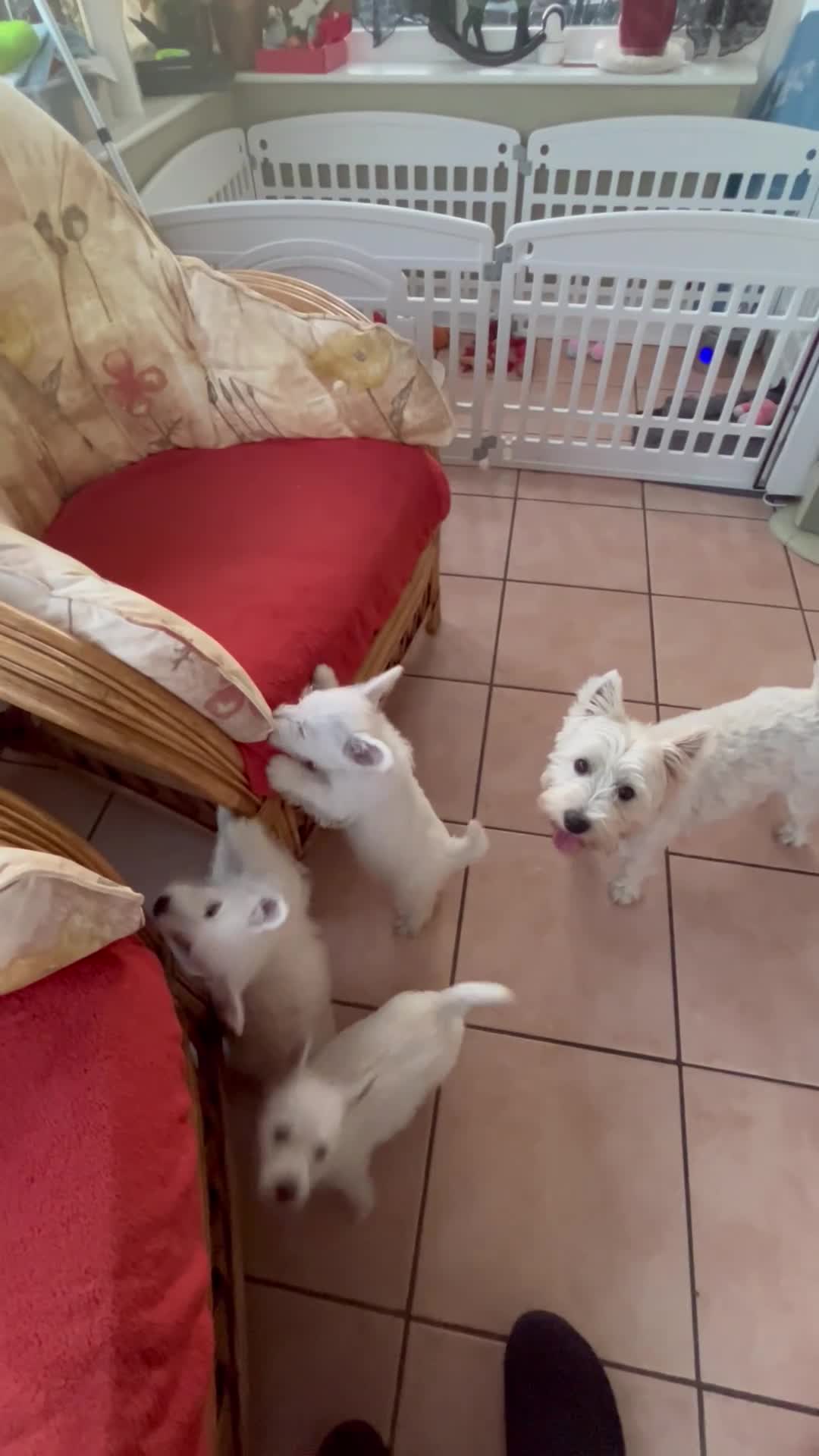 West Highland Terrier dogs for sale: 5 generation Kc pups in Llandysul - Video 4