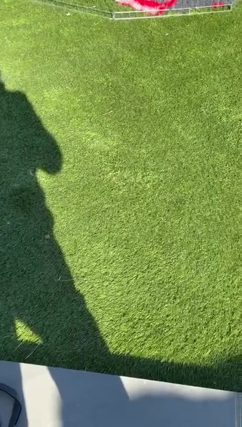 Pomeranian dogs for sale: Stunning litter of pedigree Pomeranians.  - Video 2