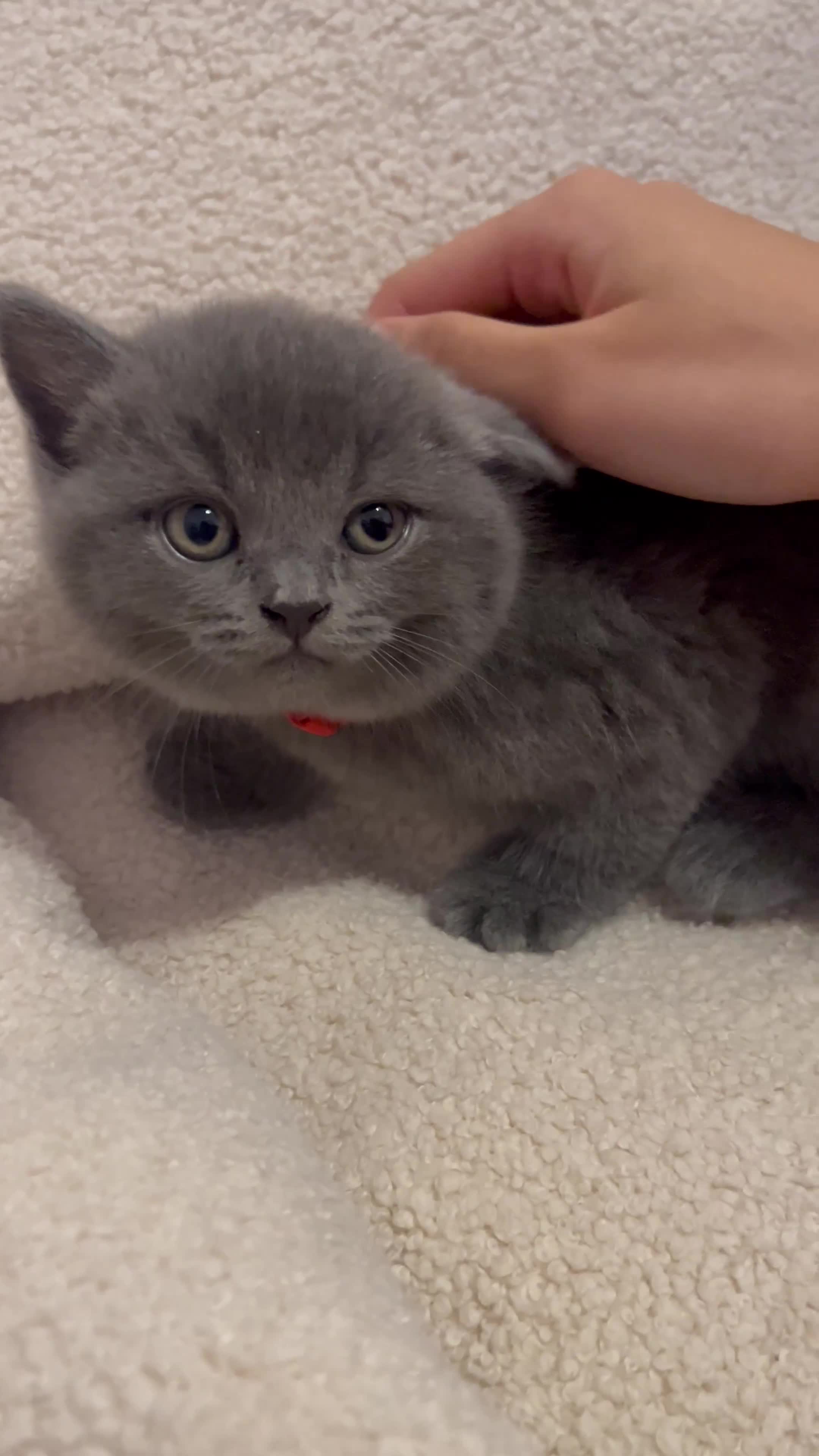 British Shorthair cats for sale: 🏆GCCF & TICA Pedigree Kitten, DELIVERY AVAILABLE! - Video 5