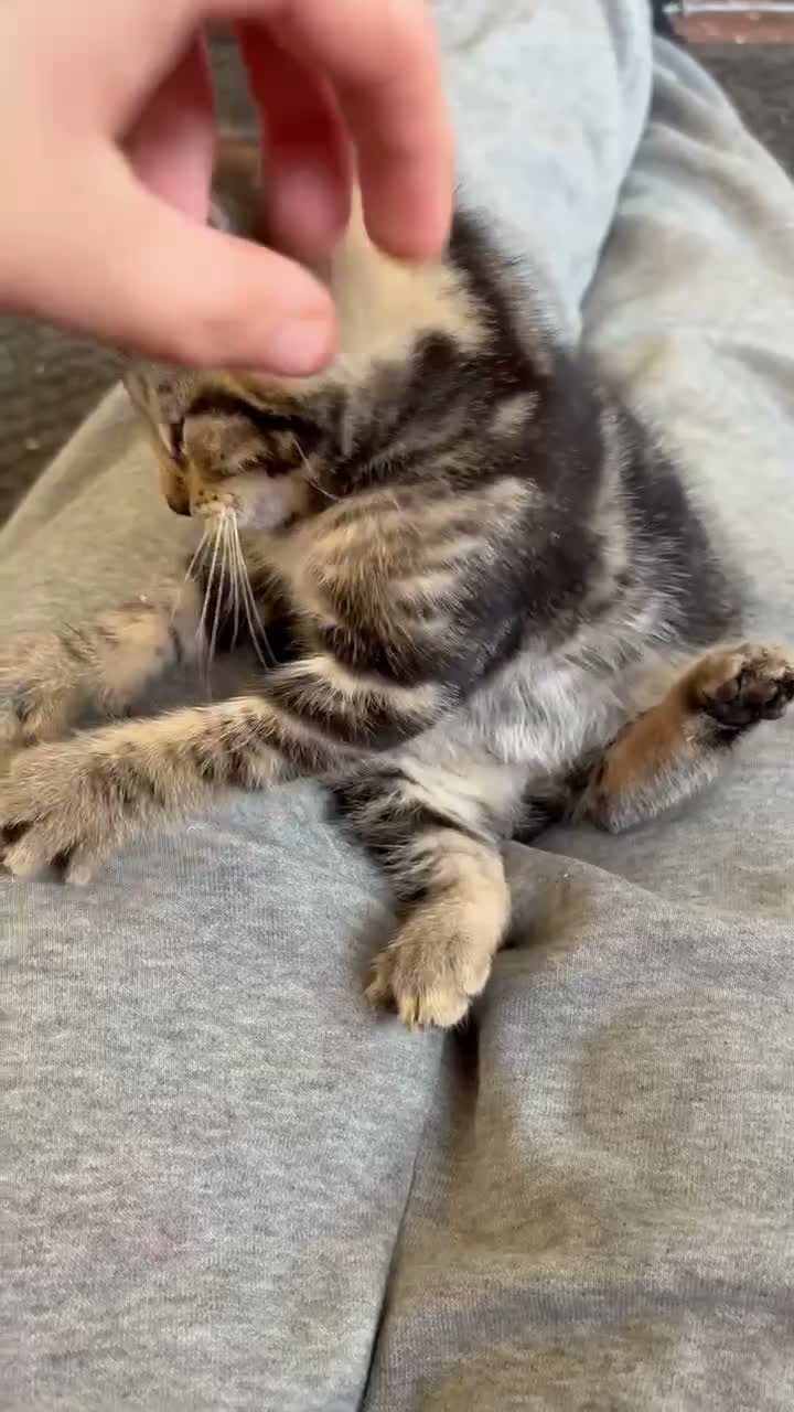 Mixed Breed cats for sale: 2 beautiful mixed kittens  - Video 2