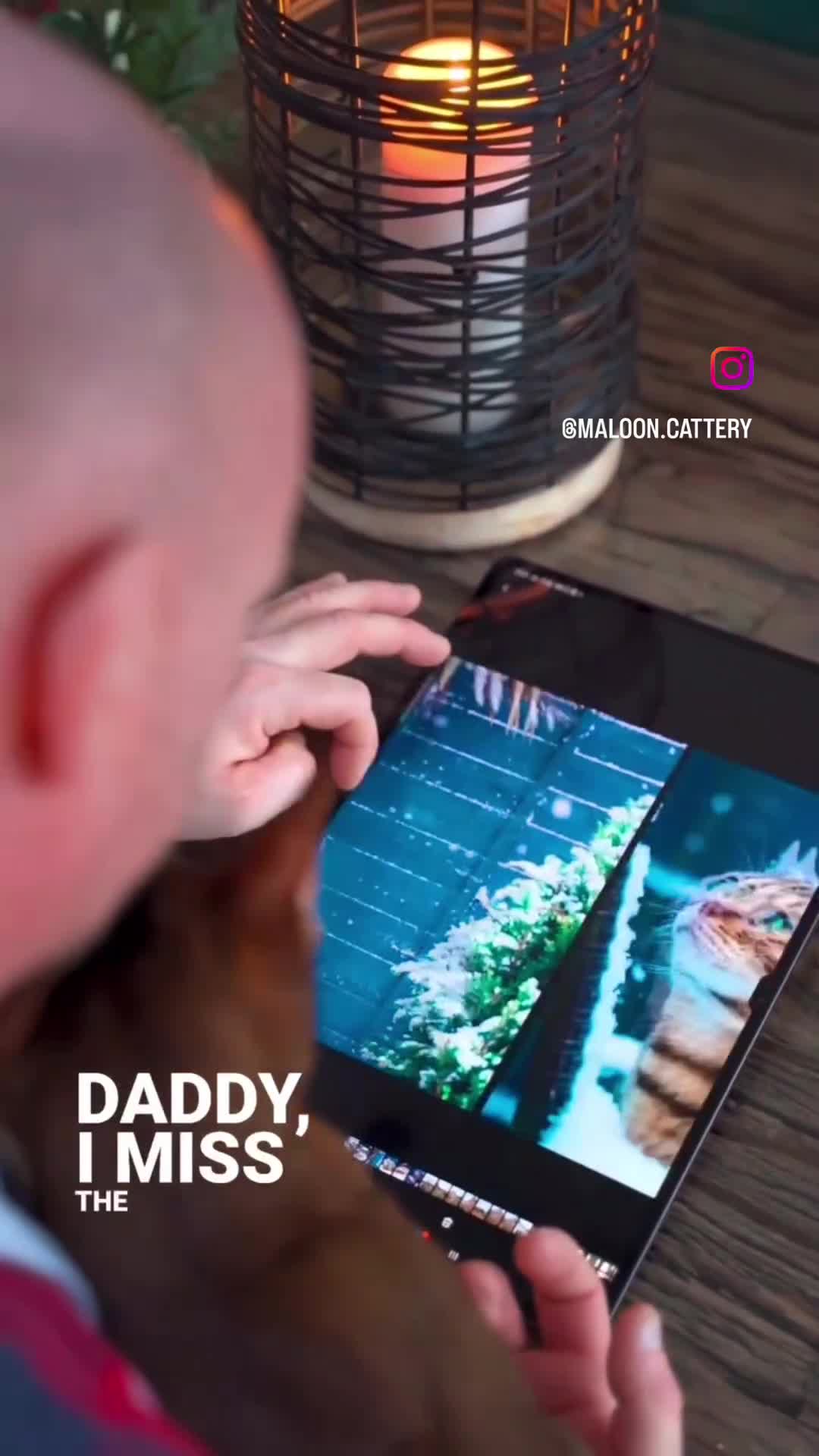 Bengal cats for sale: SNOW LYNX PURE BENGAL BOY-Frankie-Top Personality - Video 1