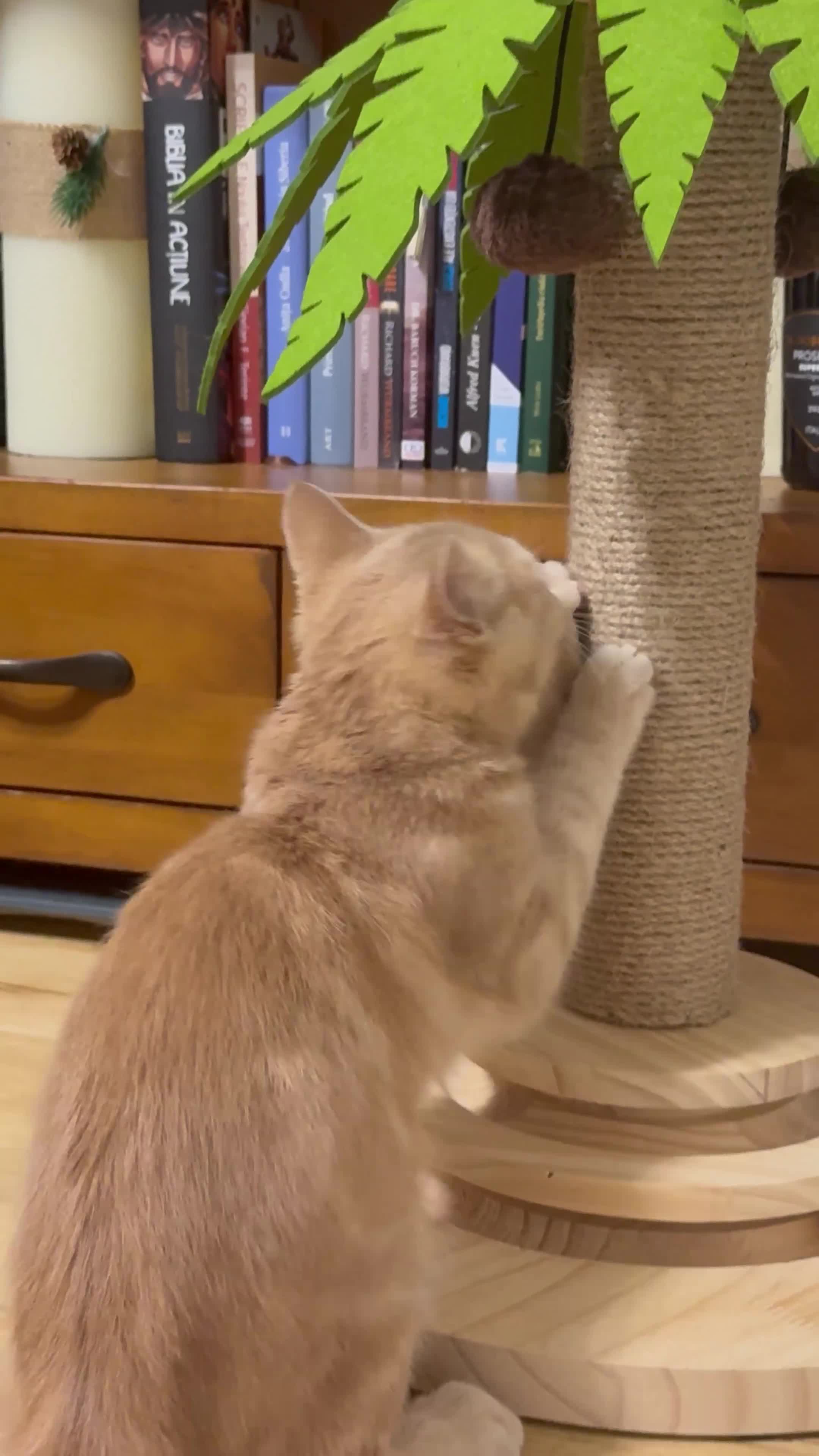 Mixed Breed cats for sale: 4 months old male kitten BSH & persian in Wellingborough - Video 1