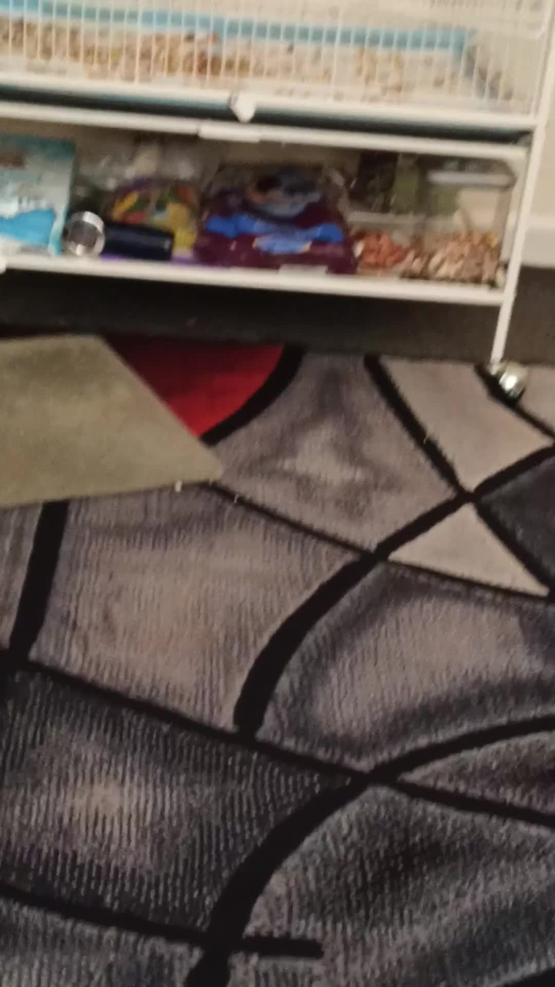 Conures birds for sale: Sun Conure in Burnley - Video 2