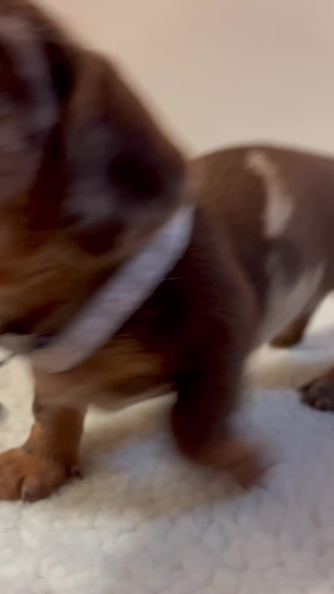 Miniature Dachshund dogs for sale: Miniature Dachshund puppies 🐶  - Video 1