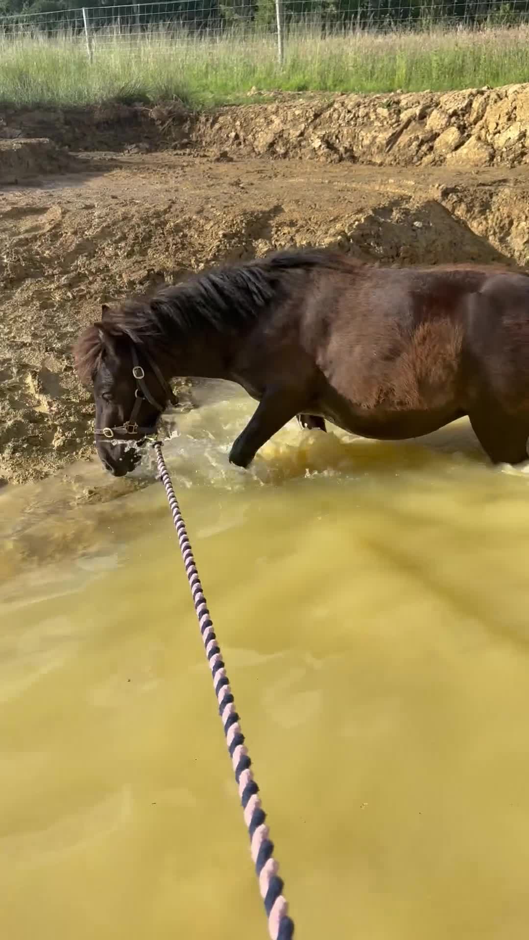 Shetland pony horses for sale: Shetland  in Crawley - Video 1