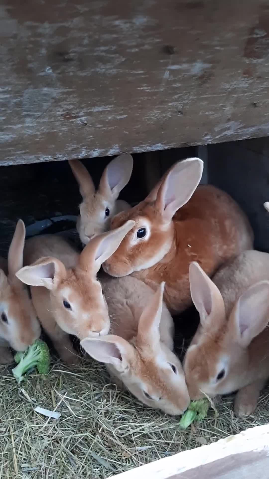 Rex rabbits for sale: Orange rex - Video 3