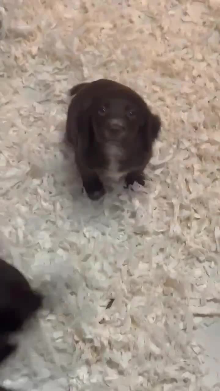 Sprocker dogs for sale: Sprocker Spaniel Pups- Ready To Go - Video 1