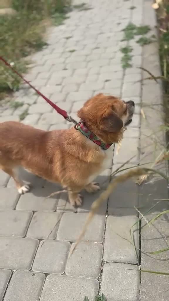 Mixed Breed dogs for adoption: 💙MAX💙 – A LITTLE GENTLEMAN LOOKING FOR HOME - Video 1