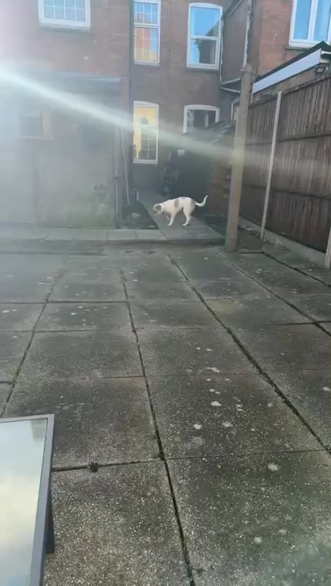 Mixed Breed dogs for adoption: Pumpkin for adoption - Video 3