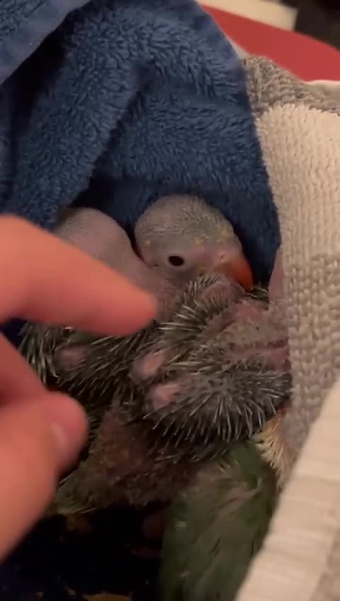 Ringnecks birds for sale: Beautiful Hand-Reared Baby Indian Ringnecks  - Video 1