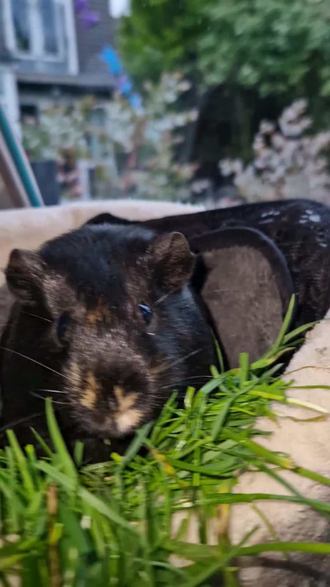 Guinea Pig rodents for sale: Beautiful American smooth coat  - Video 1